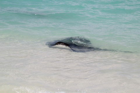 Hamelin Bay Holiday Park - Accommodation Directory 1