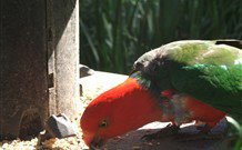 Jervis Bay Cabins And Hidden Creek Real Camping - Accommodation Directory 3