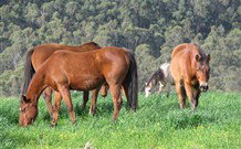 Mansfield Cottage Barrington Tops Accommodation - Accommodation Directory 1