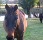 Reynella Kosciusko Rides Accommodation - Accommodation Directory