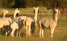 Waterfall Way Farmstay - Accommodation Directory 0