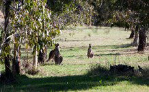 Amazing Country Escapes - Lakeview Luxury Cabins - Accommodation Directory 2