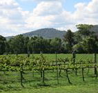 Jessica's Guest House and Vineyard - Accommodation Directory