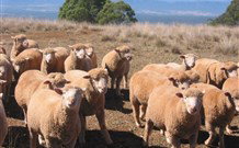Dairy Flat Farm Holiday - Accommodation Directory 3