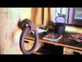 Peregrines At Table Top - Accommodation Directory 2