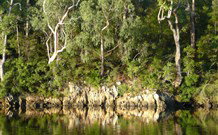 The Woods At Pokolbin - Accommodation Directory 5