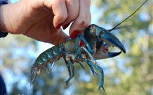 Valley View Cottage Hunter Valley - Accommodation Directory 3