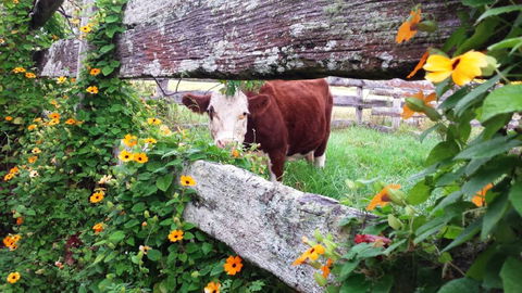 Fairview Farm Cottages - Accommodation Directory 4