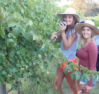 McLaren Vale Backpackers - Accommodation Directory