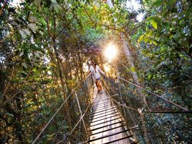 O'Reilly's Rainforest Retreat - Accommodation Directory 0