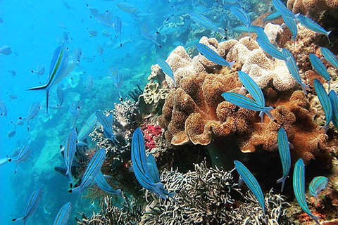 Ocean Free And Ocean Freedom - Cairns Premier Reef And Island Tours - Accommodation Directory 2