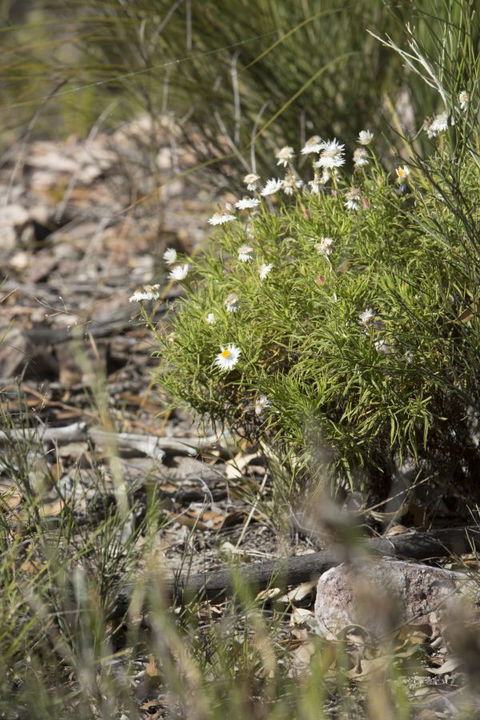 Kroombit Tops National Park Camping Ground - Accommodation Directory 1