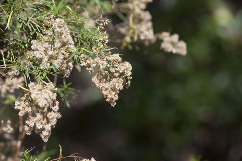 Kroombit Tops National Park Camping Ground - Accommodation Directory 2