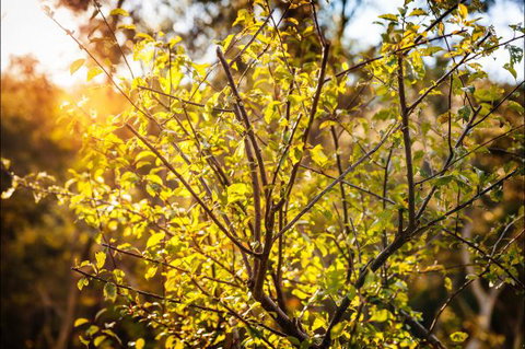 Fifth Ave Katoomba Retreat - Accommodation Directory 4
