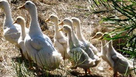 Wistow SA Accommodation Directory
