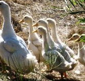 Duck Duck Goose Bed and Breakfast - Accommodation Directory