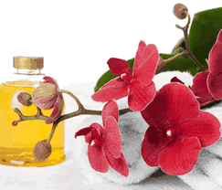 Sunny Hill Retreat Accommodation  Day Spa - Accommodation Directory