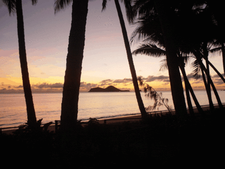 Ellis Beach Oceanfront Bungalows - Accommodation Directory 1