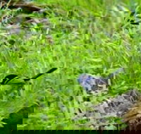 Morialta Bed And Breakfast - Accommodation Directory