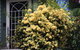 Katoomba Green Gables - thumb 2