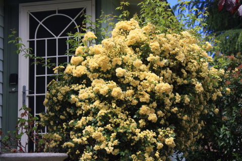 Katoomba Green Gables - Accommodation Directory 2