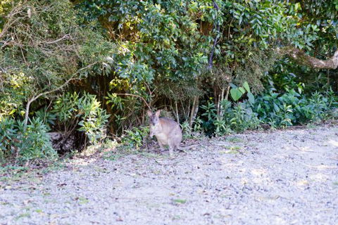 Lamington National Park Camping Ground - Accommodation Directory 1