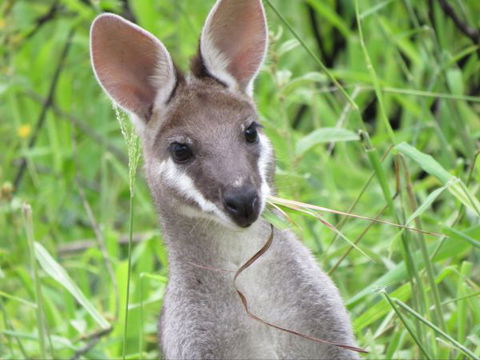 Takarakka Bush Resort Carnarvon Gorge - Accommodation Directory 8