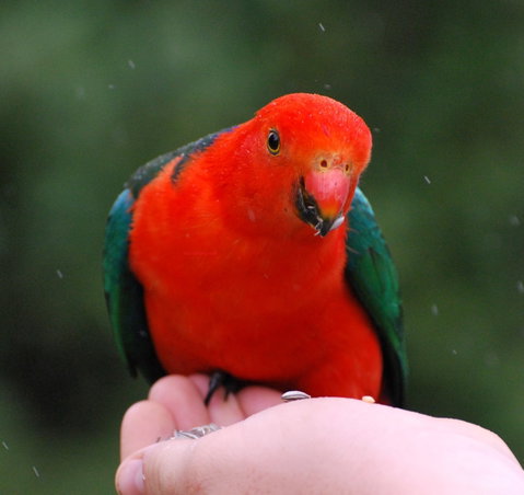 Bellthorpe Stays - Nature's Retreat - Accommodation Directory 1