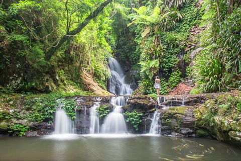 O'Reilly's Rainforest Retreat - Accommodation Directory 0