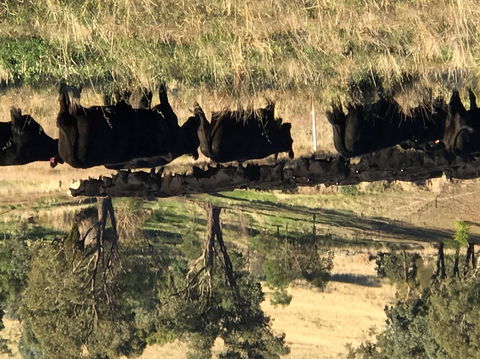 Bibbaringa Shearers Quarters And The WoolShed - Accommodation Directory 9
