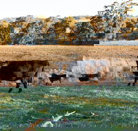 Lone Pine Homestead - Accommodation Directory