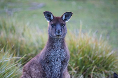 Mays Homestead - Flinders Chase National Park - Accommodation Directory 2
