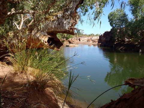 Peedamulla Campground And Cultural Tours - Accommodation Directory 1