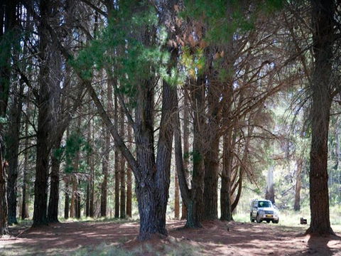 The Pines Campground - Accommodation Directory 1