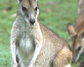 Koala Villas And Caravan Park - Accommodation Directory 5