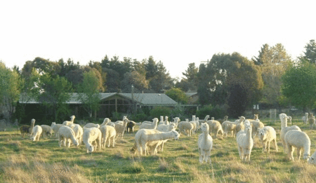 Glenhope Alpacas Self Contained Bb/farmstay - Accommodation Directory