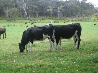 Meerup Springs Farmstay - Accommodation Directory 1