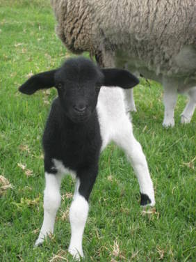 Meerup Springs Farmstay - Accommodation Directory 2