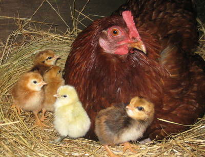 Meerup Springs Farmstay - Accommodation Directory 4