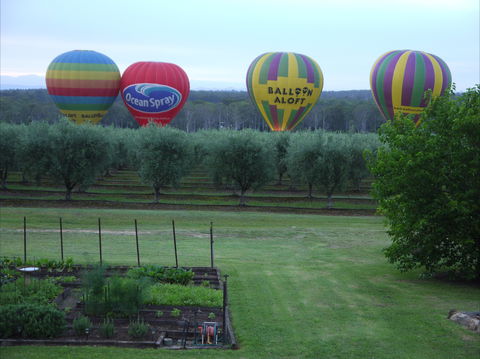 Adina Vineyard & Olive Grove - Accommodation Directory 1