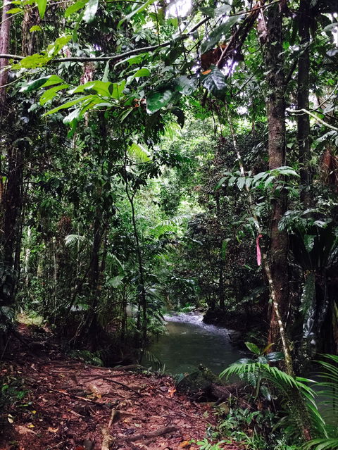 Daintree Wilderness Lodge - Accommodation Directory 2
