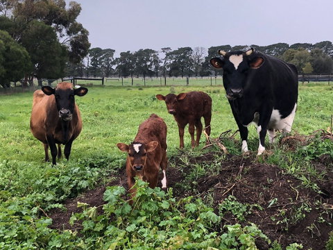 Torquay Farmstay Studio Truck - Accommodation Directory 2