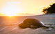 Heron Island Resort - thumb 2