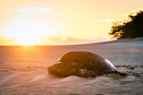 Heron Island Resort - Accommodation Directory 2