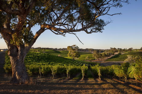 Longview Vineyard Accommodation - Accommodation Directory 2