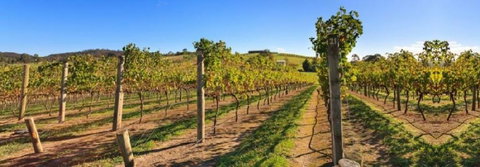 De Vine Escape - Accommodation Directory 4