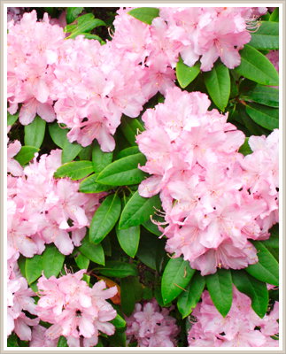 Cambridge Cottages - Accommodation Directory 0