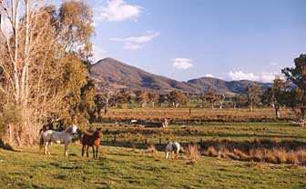 Baranduda Homestead - Accommodation Directory 5