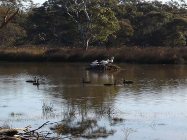 Frog Gully Cottages - Accommodation Directory 5