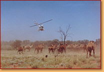 Kings Creek Station - Accommodation Directory 2